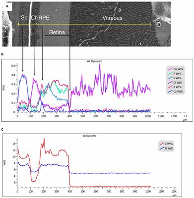 Osmotic gradients and transretinal water flow—a quantitative elemental microanalytical study of frozen hydrated chick eyes